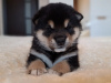 Photo №4. I will sell shiba inu in the city of Minsk. private announcement, from nursery - price - negotiated