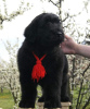 Photo №4. I will sell black russian terrier in the city of Панчево.  - price - negotiated