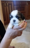 Photo №3. Beautiful Shih tzu puppies. Poland