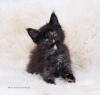 Photo №2 to announcement № 6244 for the sale of maine coon - buy in Russian Federation from nursery