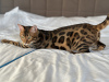 Additional photos: Gorgeous Bengal boy