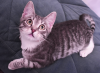 Photo №4. I will sell european shorthair in the city of Balashikha. private announcement - price - 13$