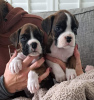 Photo №2 to announcement № 92668 for the sale of boxer - buy in United States breeder