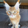 Photo №3. mainecoon kittens for free adoption. Germany