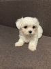 Photo №2 to announcement № 43171 for the sale of maltese dog - buy in Germany 