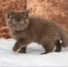 Photo №2 to announcement № 101717 for the sale of british shorthair - buy in Germany breeder