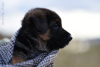 Photo №4. I will sell german shepherd in the city of Irkutsk. from nursery - price - 519$