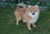 Photo №1. pomeranian - for sale in the city of Москва | 260$ | Announcement № 56645