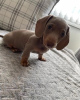 Additional photos: AKC Miniature Dachshund Puppies