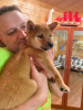 Photo №4. I will sell shiba inu in the city of Орехово-Зуево. private announcement - price - negotiated