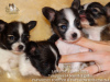 Photo №1. papillon dog - for sale in the city of Москва | Is free | Announcement № 31529