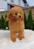 Photo №3. Poodle puppies for sale. Serbia