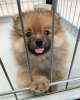 Additional photos: Pomeranian baby