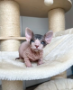 Photo №4. I will sell sphynx cat in the city of Stockholm. private announcement - price - negotiated