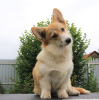 Photo №2 to announcement № 56736 for the sale of welsh corgi - buy in Russian Federation private announcement, from nursery, breeder