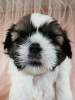 Additional photos: Purebred Shih Tzu puppies.