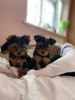 Photo №2 to announcement № 42245 for the sale of yorkshire terrier - buy in Malta private announcement