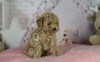 Photo №2 to announcement № 97133 for the sale of maltese dog, maltipu - buy in Germany private announcement, breeder