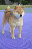 Additional photos: Shiba Inu puppies