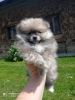 Photo №1. pomeranian - for sale in the city of Prague | 700$ | Announcement № 19311