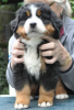 Photo №1. australian shepherd - for sale in the city of Volketswil | 740$ | Announcement № 102985