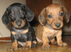 Photo №1. dachshund - for sale in the city of Visaginas | negotiated | Announcement № 8572