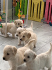 Photo №1. golden retriever - for sale in the city of Azov | 317$ | Announcement № 41374