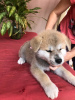 Additional photos: Akito Inu puppies