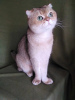 Photo №3. Scottish fold cat Basik is looking for a home!. Russian Federation