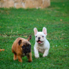 Additional photos: French bulldog puppies for sale