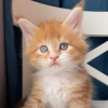 Photo №2 to announcement № 123655 for the sale of maine coon - buy in Germany private announcement