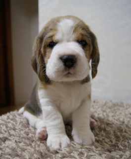 Photo №3. Beagle puppy for sale.. Russian Federation