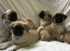 Photo №1. pug - for sale in the city of Russia | 473$ | Announcement № 13442