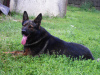 Photo №2 to announcement № 15913 for the sale of german shepherd - buy in Ukraine 