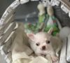 Photo №1. chihuahua - for sale in the city of Бохум | 264$ | Announcement № 97040