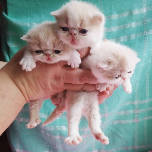 Photo №4. I will sell exotic shorthair in the city of Москва. breeder - price - 219$