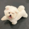 Photo №1. bichon frise - for sale in the city of Hersonissos | 370$ | Announcement № 65077
