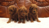 Photo №2 to announcement № 94115 for the sale of poodle (royal) - buy in Serbia breeder