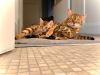 Photo №1. bengal cat - for sale in the city of Корк | Is free | Announcement № 9461