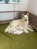 Photo №2 to announcement № 51322 for the sale of berger blanc suisse - buy in Czech Republic breeder