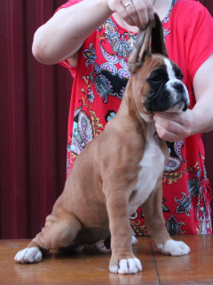 Photo №4. I will sell boxer in the city of Moscow. from nursery - price - 809$