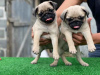 Photo №1. pug - for sale in the city of Warsaw | Is free | Announcement № 93493