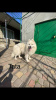 Additional photos: Samoyed puppies