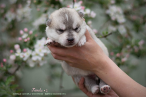 Photo №3. Siberian husky puppies from pedigree parents. Russian Federation