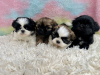 Photo №1. shih tzu - for sale in the city of Charlotte | 300$ | Announcement № 99265