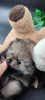 Additional photos: Beautiful Pomeranian puppies