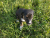 Photo №2 to announcement № 11211 for the sale of non-pedigree dogs - buy in Ukraine private announcement