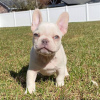 Photo №3. french bulldog. Germany