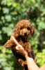 Photo №2 to announcement № 120238 for the sale of poodle (toy) - buy in Serbia 