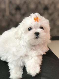 Photo №1. maltese dog - for sale in the city of Minsk | 1000$ | Announcement № 1185